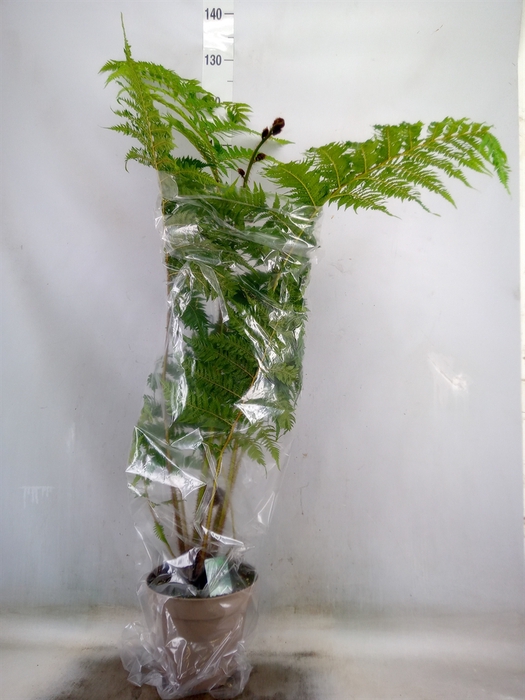 <h4>Cyathea australis</h4>