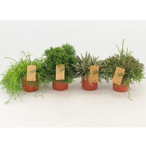 Rhipsalis gemengd