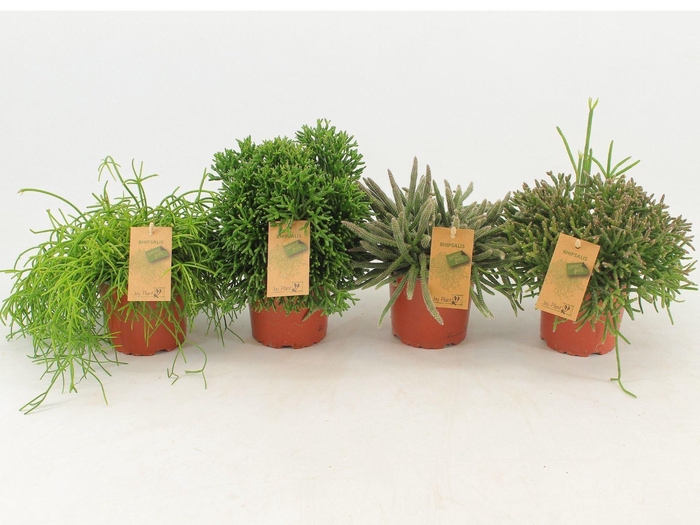 <h4>Rhipsalis gemengd</h4>