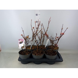 Viburnum bodnant. 'Dawn'