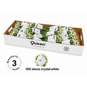 Kalanchoe white