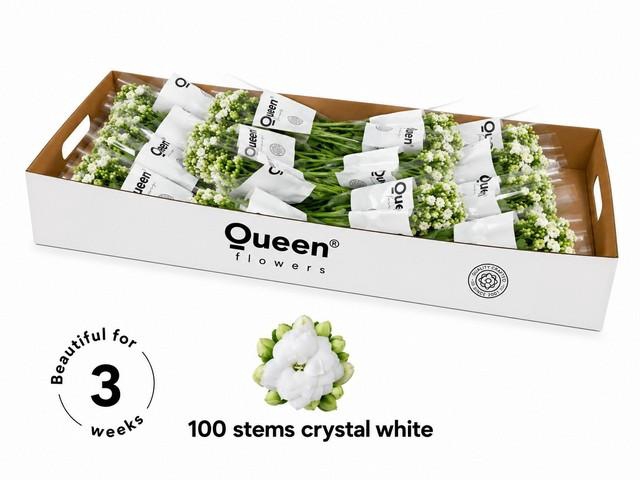 <h4>Kalanchoe white</h4>