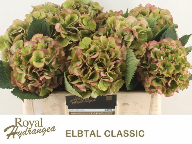 <h4>HYDR M ELBTAL CL</h4>