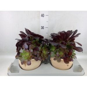 Aeonium arboreum 'Velours'