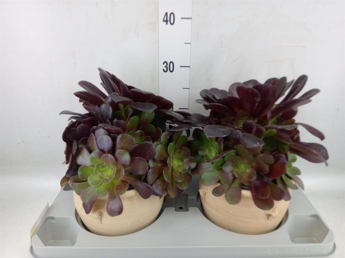 <h4>Aeonium arboreum 'Velours'</h4>