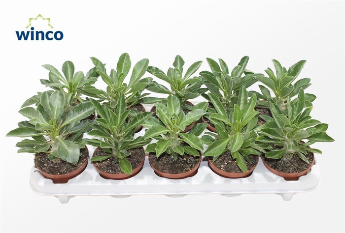 <h4>PACHYPOD SAUNDERSII</h4>