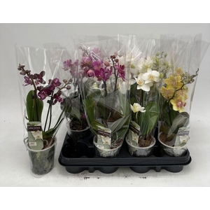 PHAL GEM