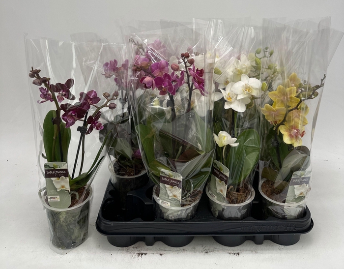 <h4>PHAL GEM</h4>