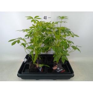 Arr.   Kamerplant Groen H%