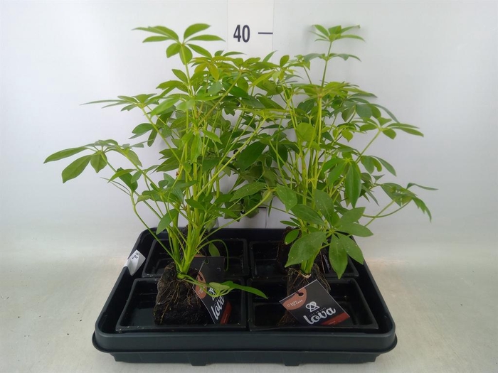 <h4>Arr.   Kamerplant Groen H%</h4>