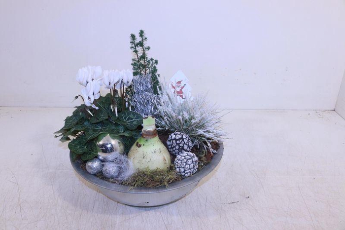 <h4>ARR HIPPEASTRUM</h4>