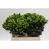 Hypericum Lucky Romance