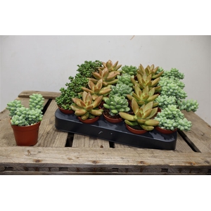 Sedum Overig