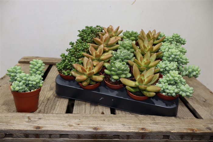 <h4>Sedum Overig</h4>