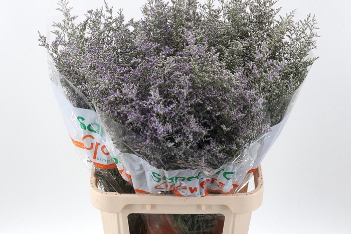 <h4>Lim Misty Blue</h4>