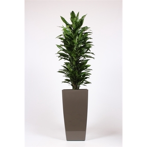 Dracaena Janet Lind in Piza pot 