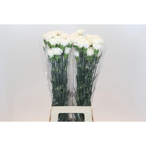 Dianthus St Moonlight