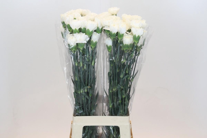 <h4>Dianthus St Moonlight</h4>