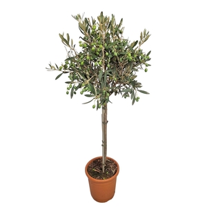 Olea europaea