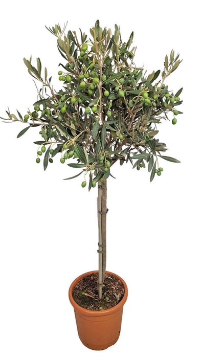 <h4>Olea europaea</h4>