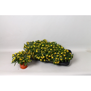 SANV YELLOW BEAUTY