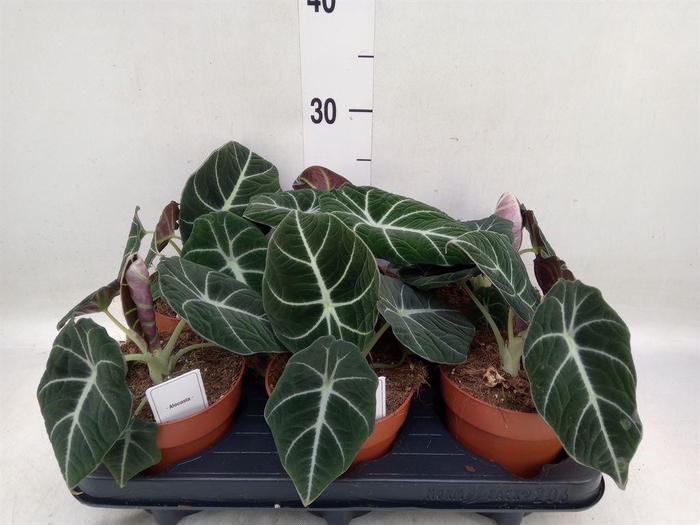 <h4>Alocasia  'Black Velvet'</h4>