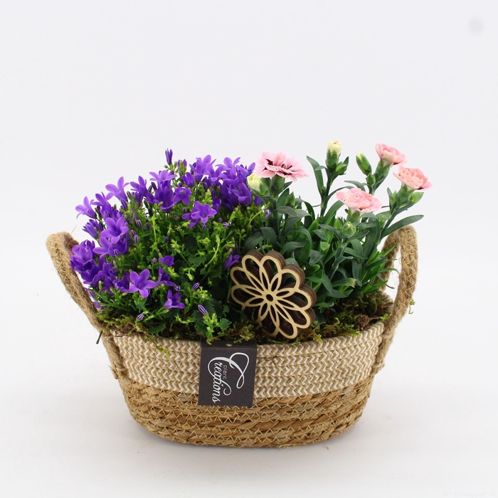 <h4>CACR-2401 Campanula creatie</h4>