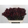 Leucadendron Saf Sunset Dark R.