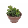 CACTUS CRISTATA C18