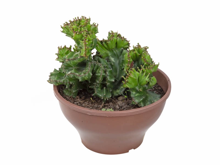 CACTUS CRISTATA C18