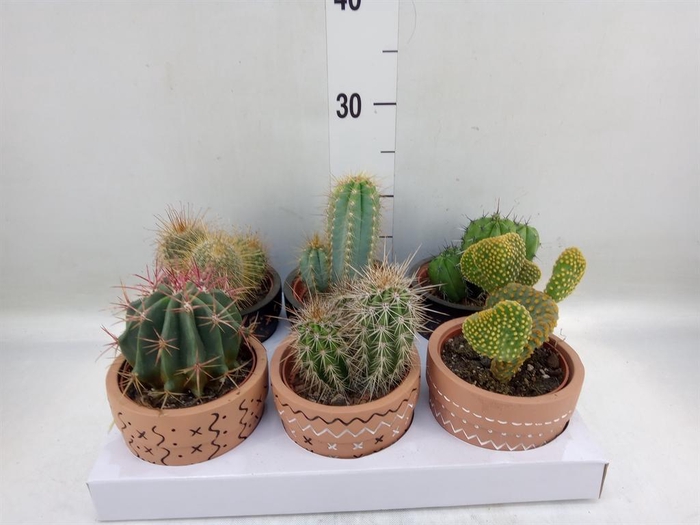<h4>Cactus ...</h4>