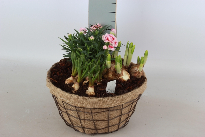 <h4>ARR BOL KNOLGEWAS</h4>