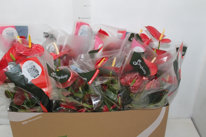 <h4>ANTHURIUM RED SUCCESS P15</h4>