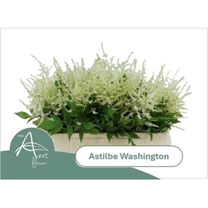 Astil Ja Washington