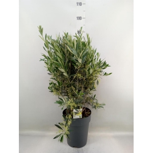 Olea europaea