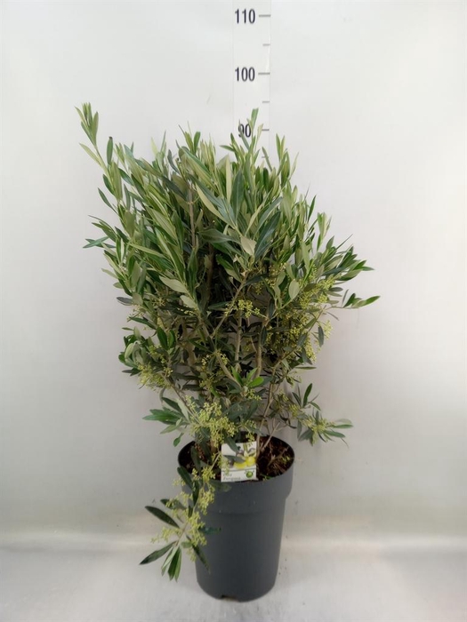 <h4>Olea europaea</h4>