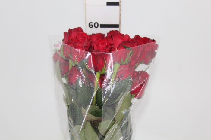 <h4>ROSA FREEDOM 060 CM ESTUFA</h4>