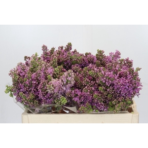 Lilac Vulg Ruhm Von Horstenstein