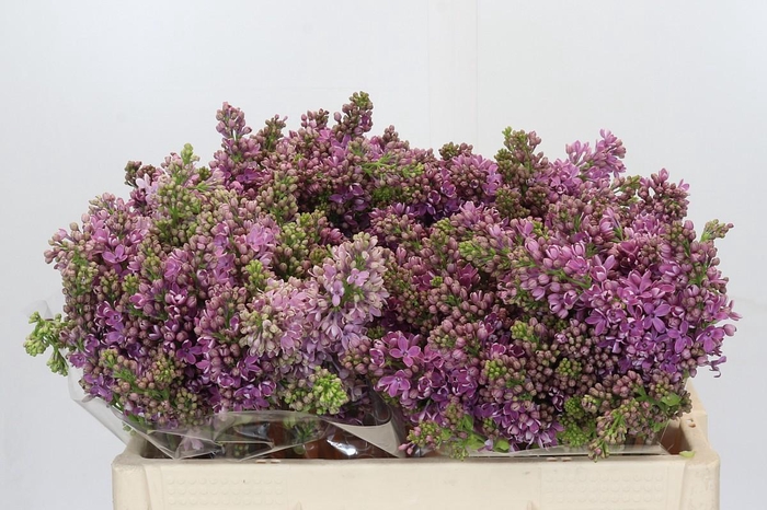 <h4>Lilac Vulg Ruhm Von Horstenstein</h4>