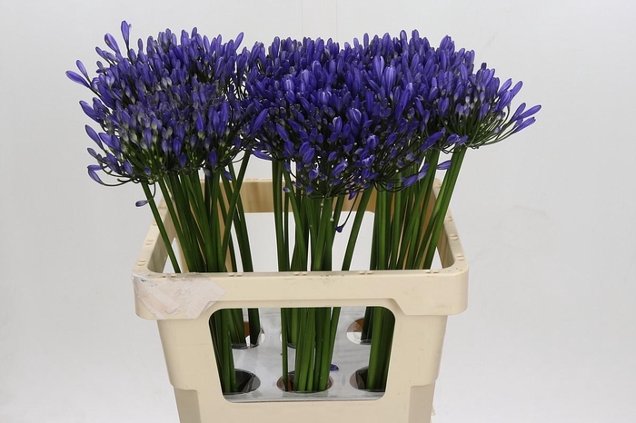 Agapanthus Uri