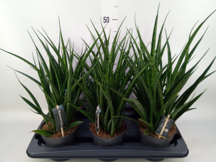 <h4>Sansevieria kirkii 'Friends'</h4>