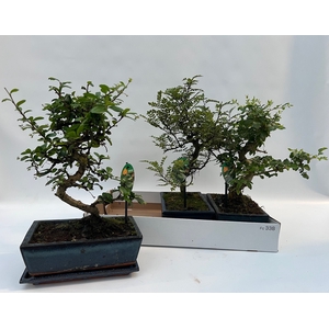 BONSAI GEM