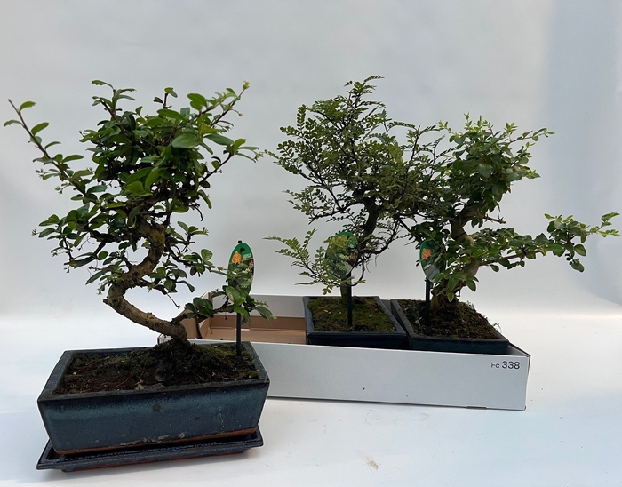 <h4>BONSAI GEM</h4>