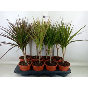 Dracaena marg.   ..mix 2