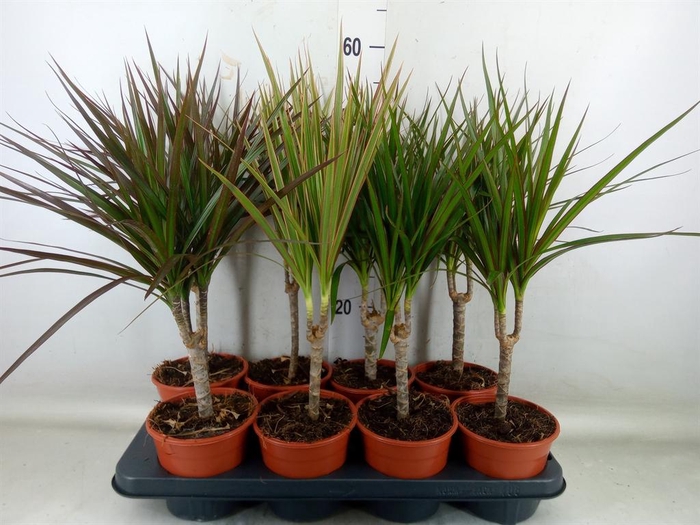 <h4>Dracaena marg. ..mix 2</h4>