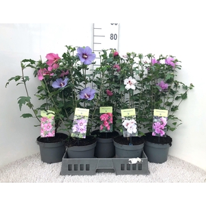 HIBISCUS SYRIACUS