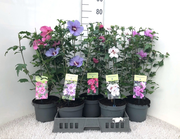 <h4>HIBISCUS SYRIACUS</h4>