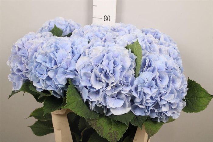 <h4>Hydr M Ch Verena Bl</h4>