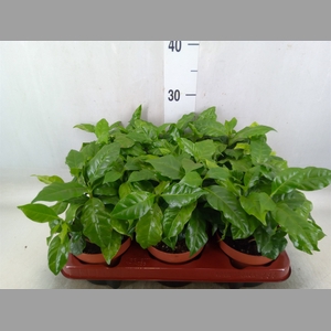 Coffea arabica