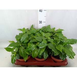 Coffea arabica
